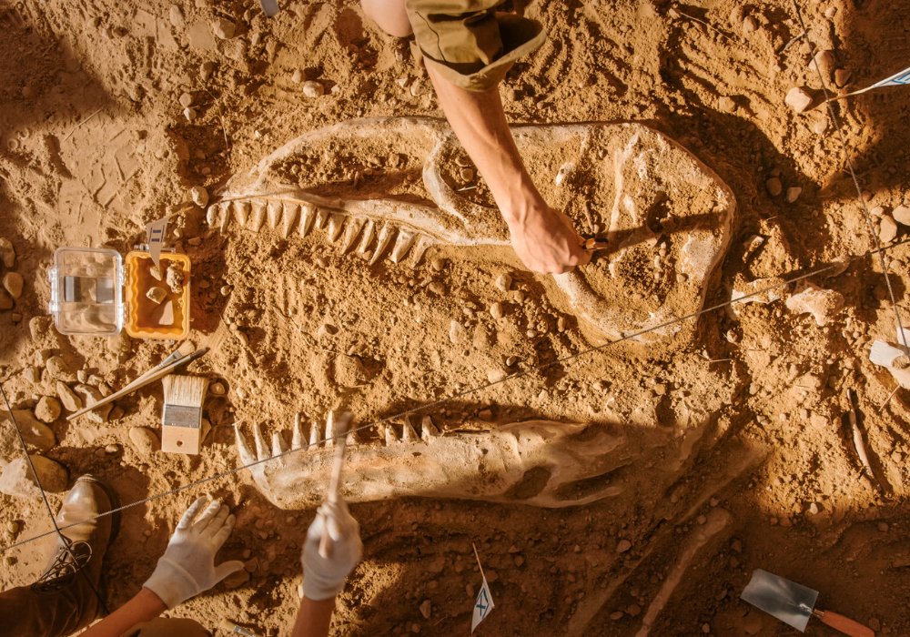 Fossilized bones of a tyrannosaurus rex.
