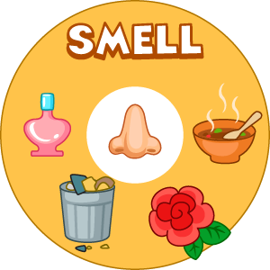 The Five Senses