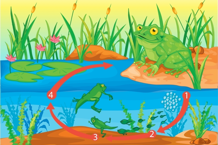 Illustration of frog lifecycle in a pond setting with numbered arrows pointing to the next step in a circle.  Step 1 small cluster of light blue eggs in water, step 2 small green tadpoles that progressively change from right to left to have legs, step 3 is a small frog with a tail, and finally step 4 is a large frog sitting on the ground outside of the water.