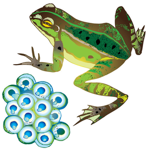Illustration of frog and frog eggs.  Frog eggs are depicted as a cluster of white circles with a blue circle in the center of each and green blue speckled border.