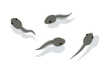 Illustration of grey swimming tadpoles