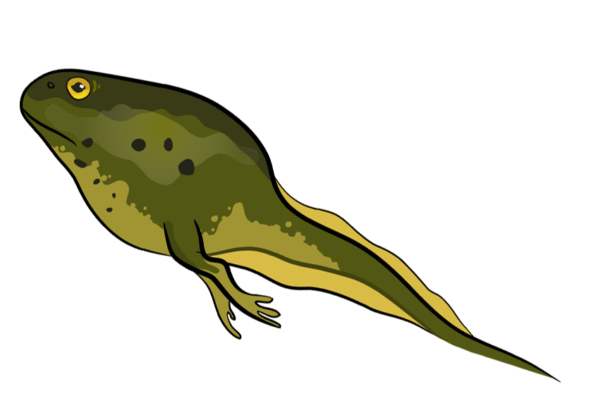 Illustration of green tadpole with legs