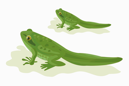 Illustration of two green frogs with tails