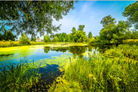 Summer green rural pond view
