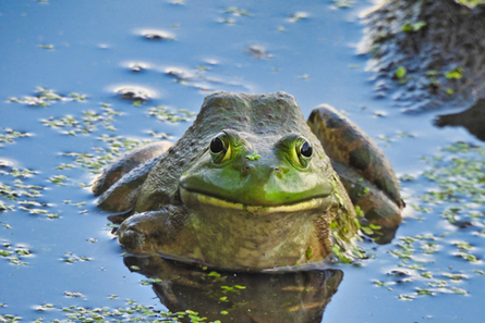 Bullfrog Sits in Algae Pond with Mud Pile in Background  Reptilian with Bright Green Head and Dark Body