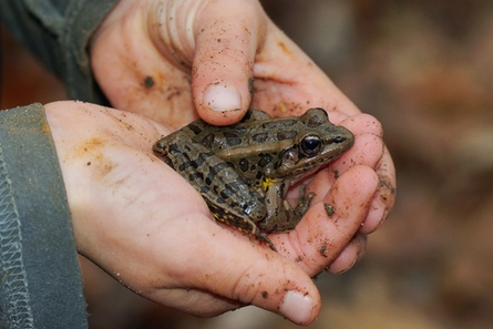Dirty, muddy hands of a young boy holding a frog, Lithobates palustris