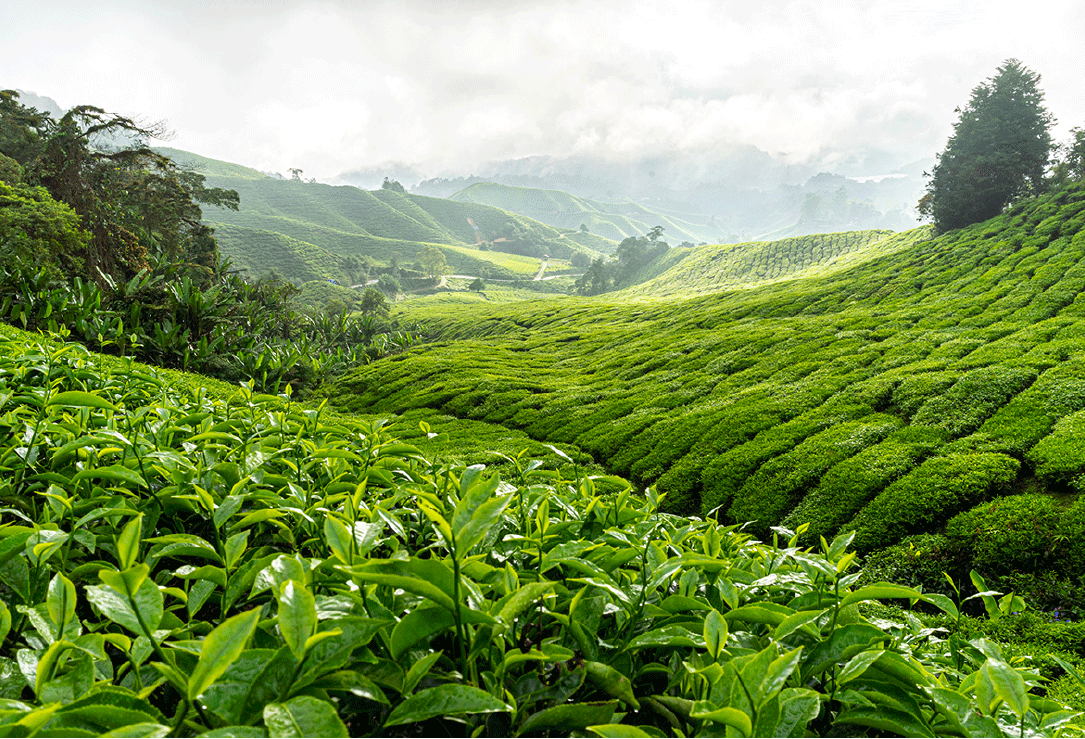 field of tea plants