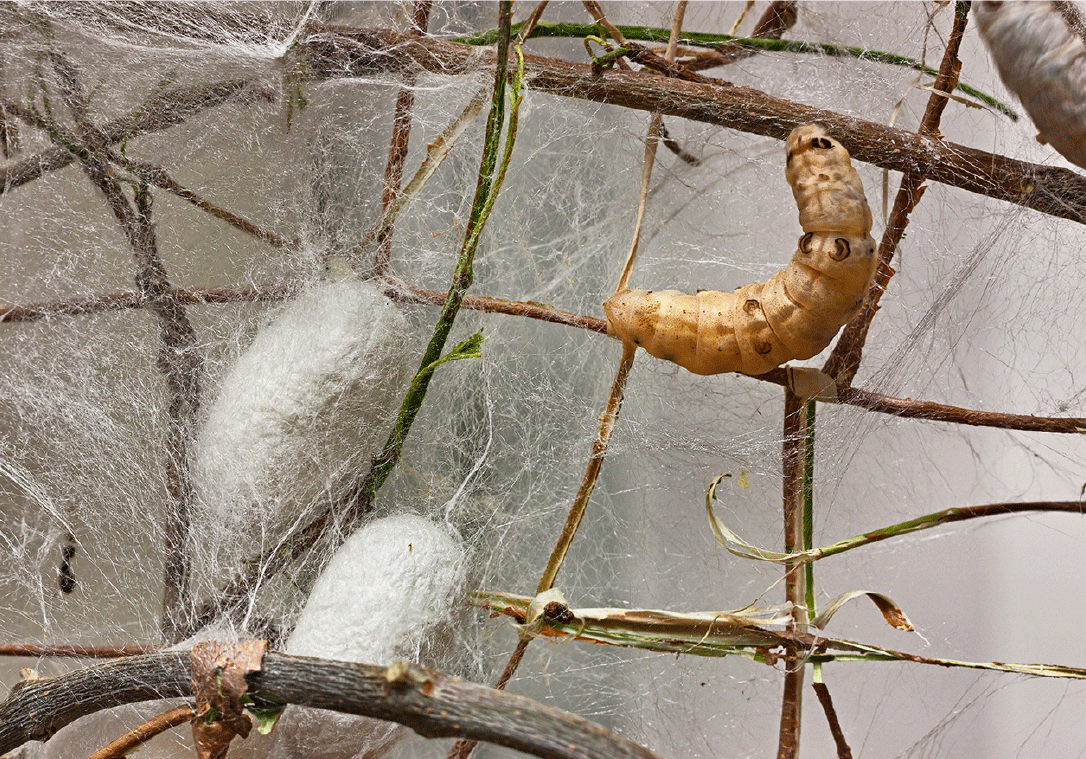 Silkworm next to cocoon