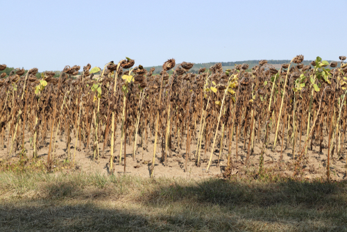 The consequences of climate change - sunflower field completely drained in prolonged heat and drought - Image 