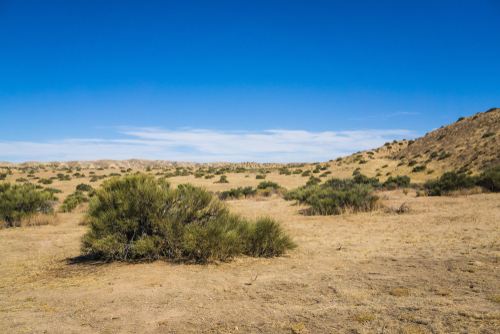 Brush grows in the flat plains of the Mojave Desert in the American west. - Image 