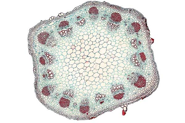 Cross section of the plant stem with circles along the edges