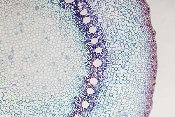 Cross section of the plant stem with a long line of cells.