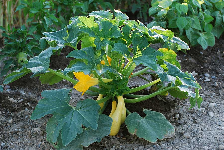A squash plant with large pointed leaves.