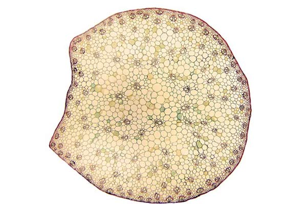 Cross section of the plant stem with tiny circles spread evenly.