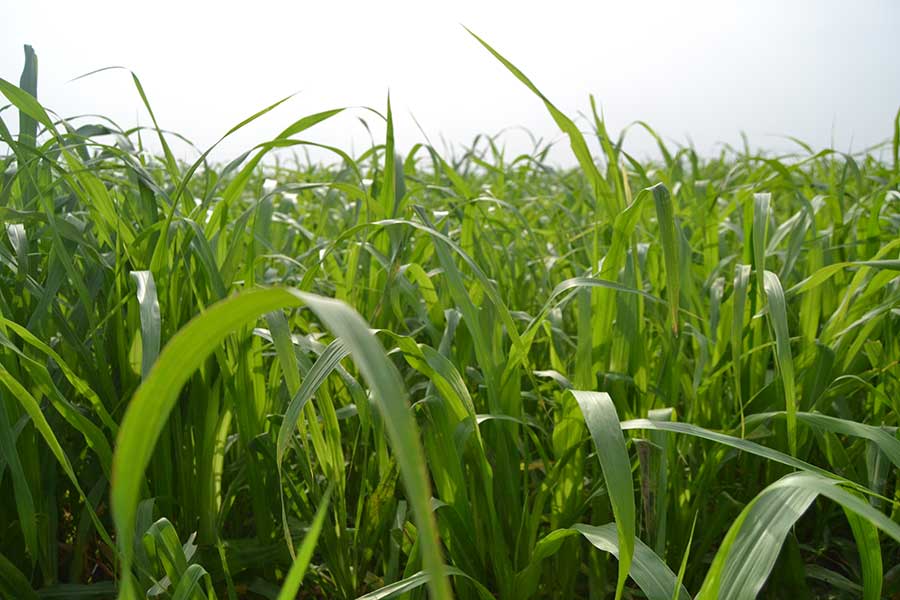 A plant with long narrow leaves