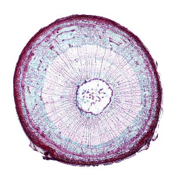 Cross section of a tightly knit plant stem.