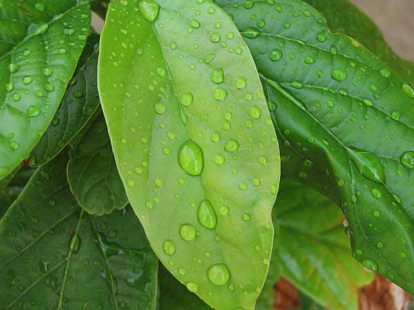 A plant with waxy leaves.