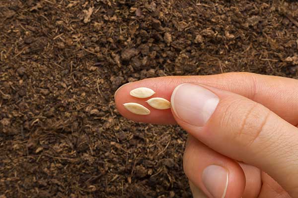 Three small 1.5 cm seeds.