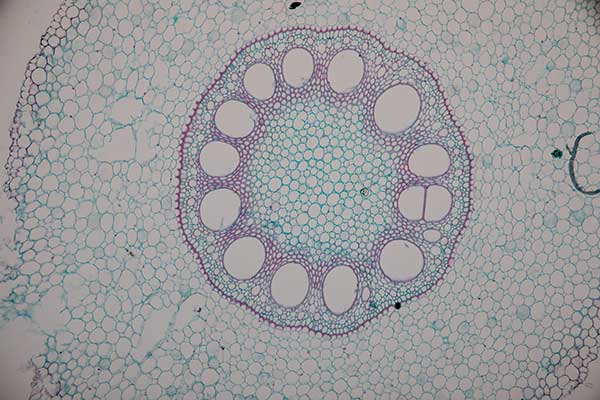 Cross section of the plant stem with concentric circles near the center.