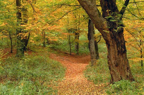 A  leaf scattered trail winding through a deciduous forest.