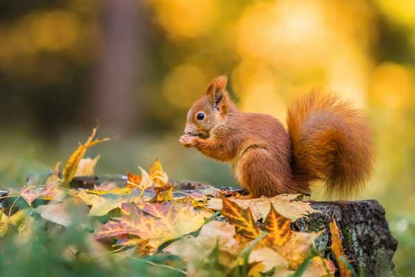 A red squirrel eating a nut amidst leaves in a forest.