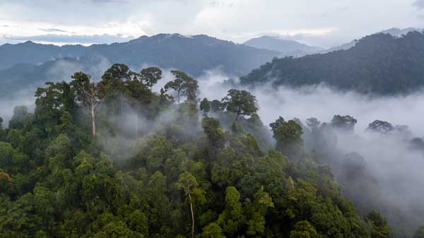 A view about a canopy of trees with mist drifting past.