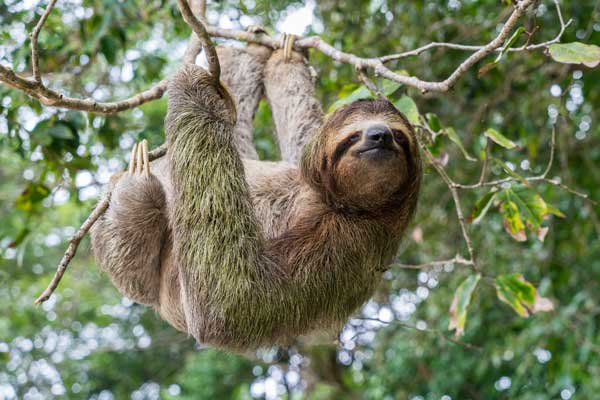 A sloth moving in the tree branches hanging upside down.