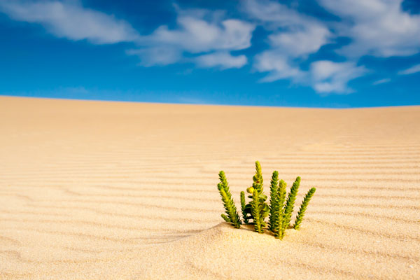 A vast arid, sandy desert with a single green plant in view.