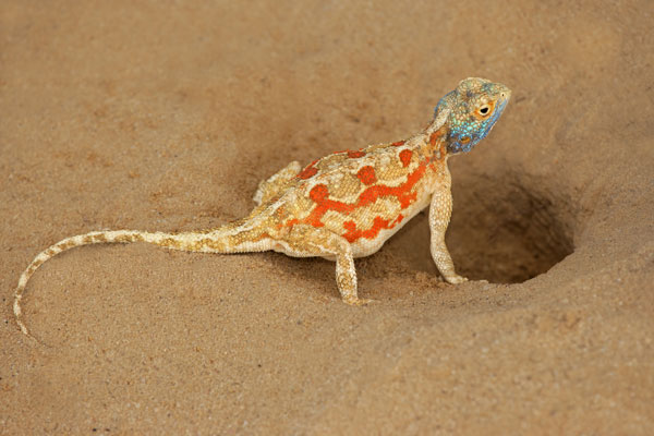 An orange and blue lizard pauses before entering its hole in the ground.
