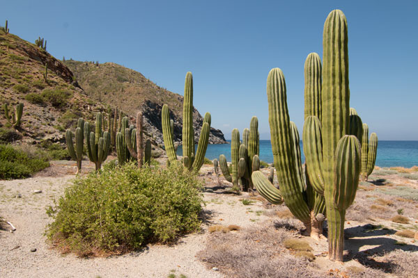 A coastal desert with large saguaro cactus next to a body of water.