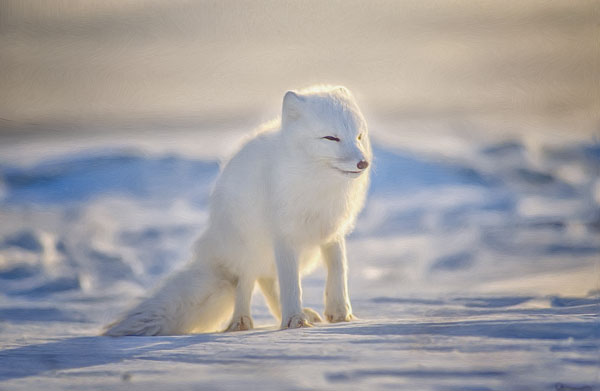 A white arctic fox blends in with the snowy environment.