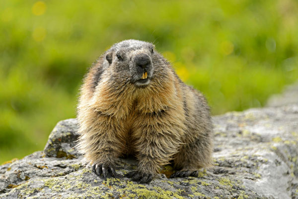A marmot sits on a boulder with green grass in the background.