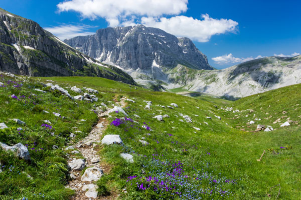 A high mountain trail leading to a lush meadow with lupine.