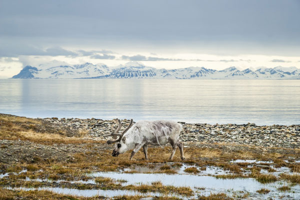 A large reindeer grazing on scrub grass along a cold lakeshore.