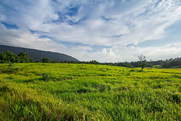A lush grassland with tall grass billowing in the breeze.