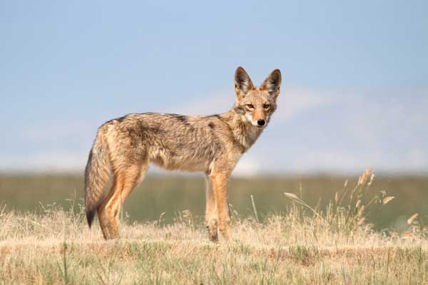 A coyote in the grassland.