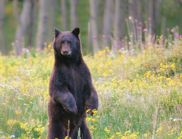 A black bear standing tall with trees in the background.