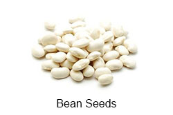 Bean seeds