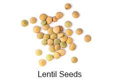Lentils