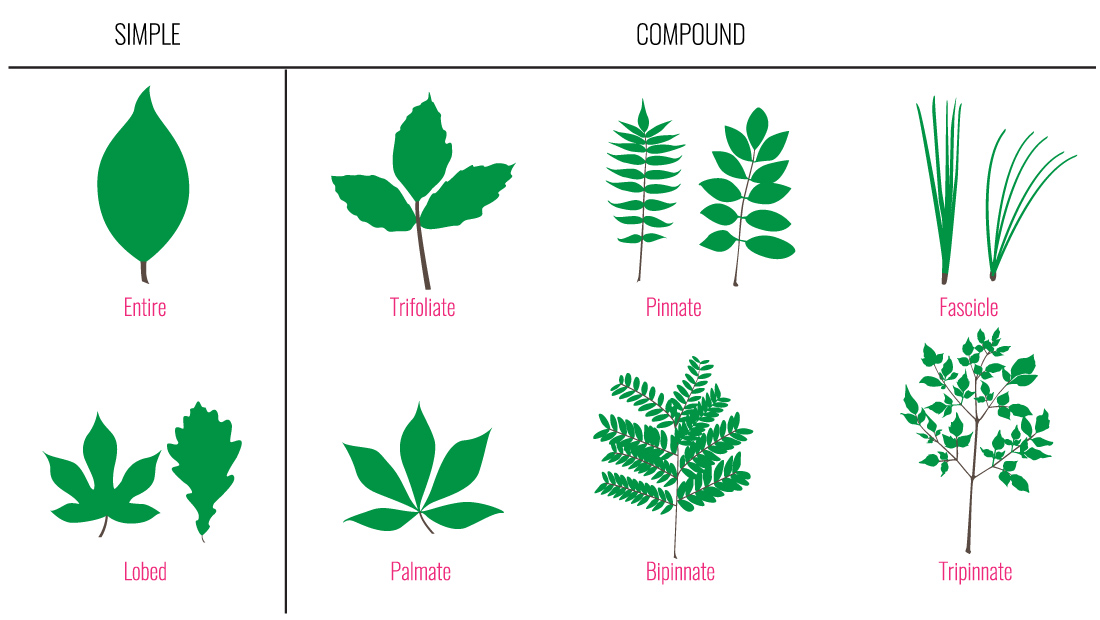  Collection of leaf structures; (left) Simple: Entire & Lobed, Compound: Trifoliate, Palmate, Pinnate, Bipinnate, Fascicle & Tripinnate.