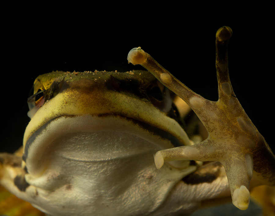 A frog showing it's front limbs