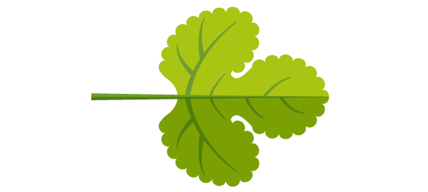 Leaf measuring 3.40-3.50 cm