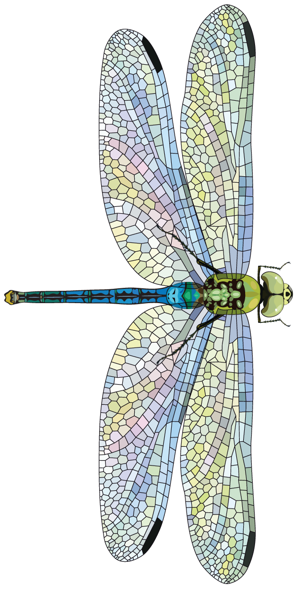 Dragonfly measuing 6.00-6.10 cm