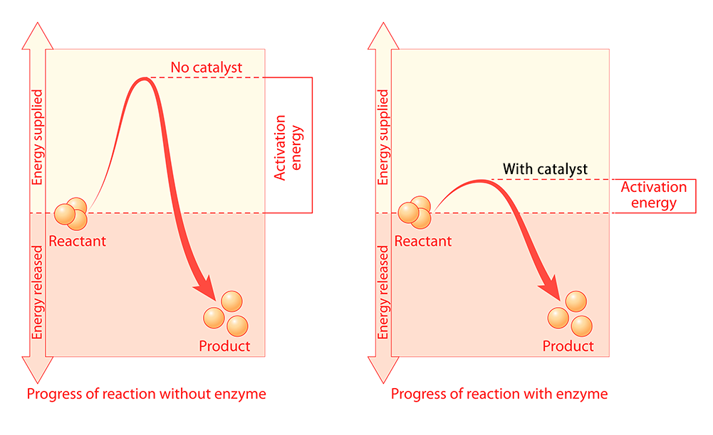 Two graphs: Enter key opens full-screen view with caption; escape key exits full screen.