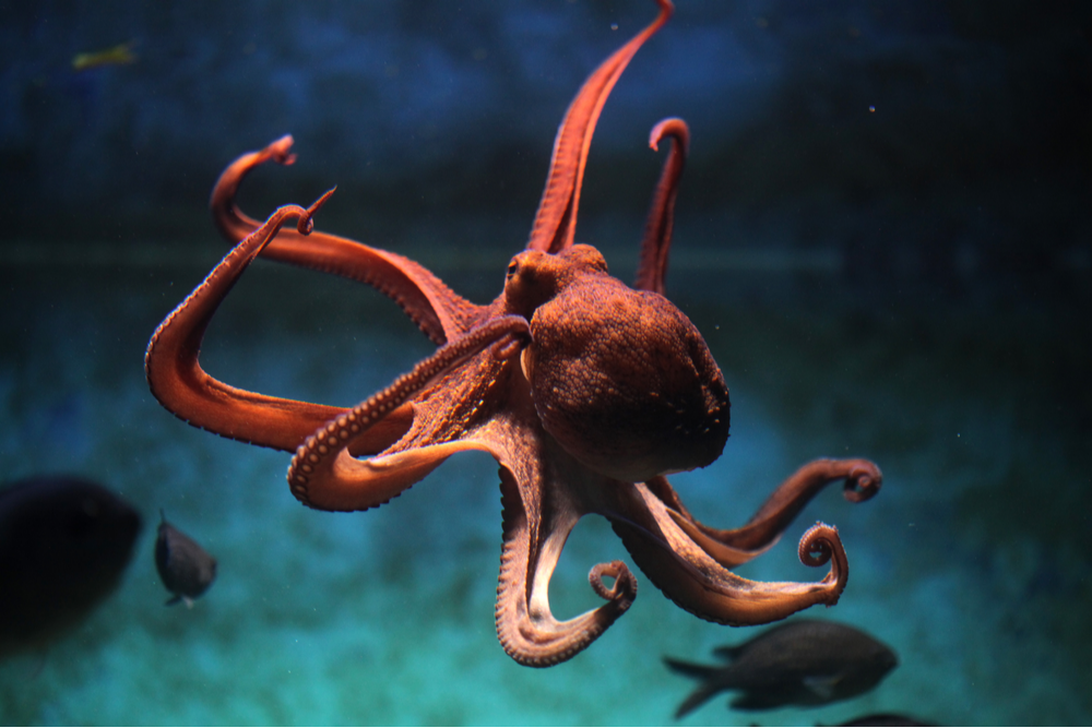 Common octopus