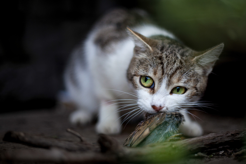 cat eating a bird