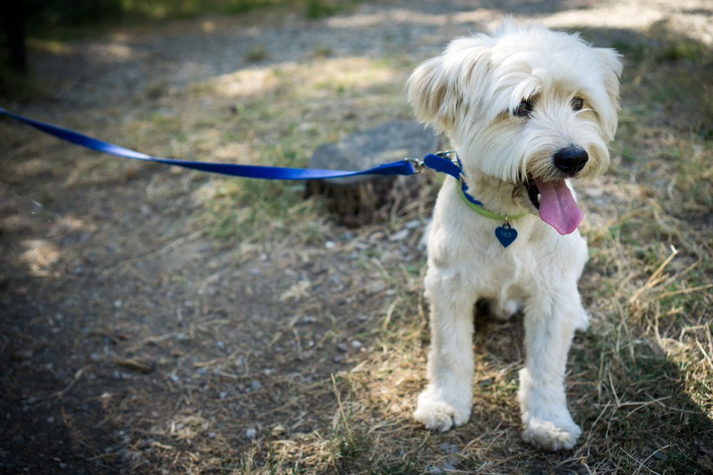 small white dog on a leash