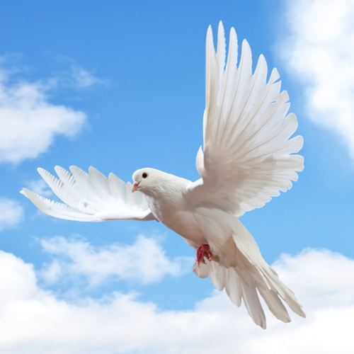 Dove in the sky