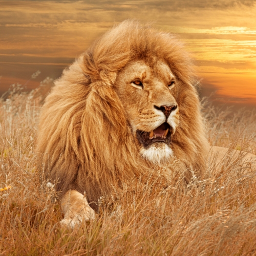 Lion sitting in the tall dry grass
