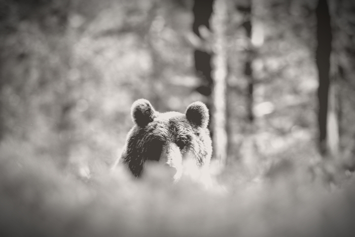 bear looking through the  grass
